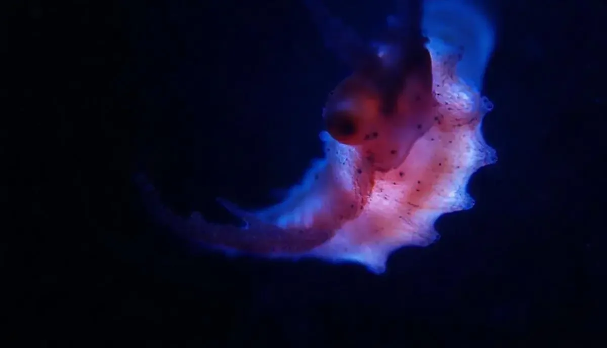 蓝色星球:深海秘境 - 小蓝视频在线点播 《蓝色星球:深海秘境》宽幅海平线海报